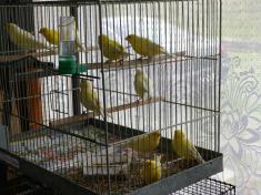 Výstava kanárů a&nbsp;exotického ptactva